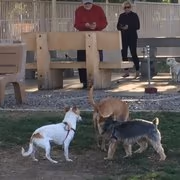 Dog Park at Joe Mann Park photo 2